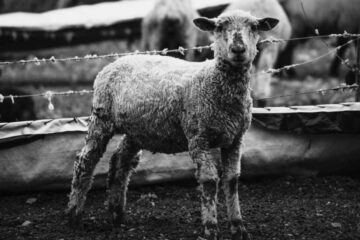 Is Neutrogena Cruelty Free?